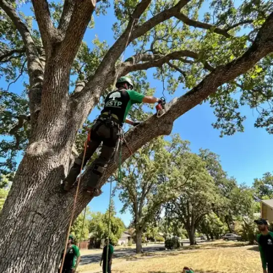 Certified arborist climbing a Stockton oak tree with chainsaw