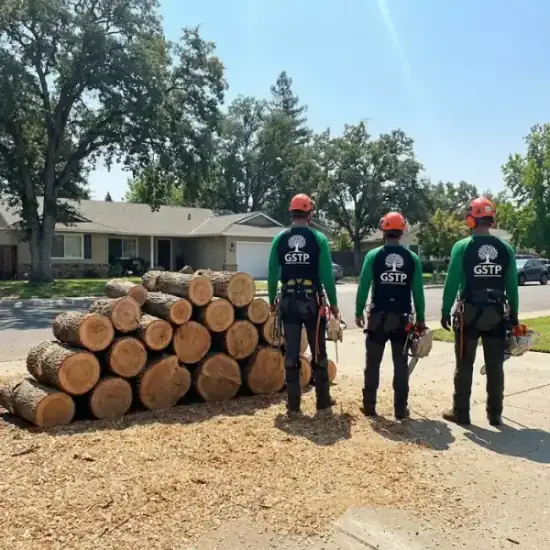 Freshly cut oak logs from a Stockton tree removal